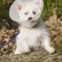 Welcome to Sunbeam Veterinary