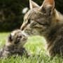 Cattery