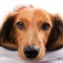 Acupuncture for your pet