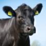 At Acorn Veterinary Clinic, we have 3 dedicated large animal vets working out of our livestock vet clinic in Kildorrery. We have been treating the farm animals and dairy herds of North Cork for over 50 years, and during that time have developed a range of specialist expertise and special interests including mastitis, nutrition, herd health and fertility. We offer a comprehensive 24/7, 365 days on call service to our clients, meaning a vet is only ever a phone call away.