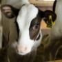 At Acorn Veterinary Clinic, we have 3 dedicated large animal vets working out of our livestock vet clinic in Kildorrery. We have been treating the farm animals and dairy herds of North Cork for over 50 years, and during that time have developed a range of specialist expertise and special interests including mastitis, nutrition, herd health and fertility. We offer a comprehensive 24/7, 365 days on call service to our clients, meaning a vet is only ever a phone call away.