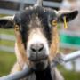 At Acorn Veterinary Clinic, we have 3 dedicated large animal vets working out of our livestock vet clinic in Kildorrery. We have been treating the farm animals and dairy herds of North Cork for over 50 years, and during that time have developed a range of specialist expertise and special interests including mastitis, nutrition, herd health and fertility. We offer a comprehensive 24/7, 365 days on call service to our clients, meaning a vet is only ever a phone call away.