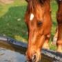 At Acorn Veterinary Clinic, we have 3 dedicated large animal vets working out of our livestock vet clinic in Kildorrery. We have been treating the farm animals and dairy herds of North Cork for over 50 years, and during that time have developed a range of specialist expertise and special interests including mastitis, nutrition, herd health and fertility. We offer a comprehensive 24/7, 365 days on call service to our clients, meaning a vet is only ever a phone call away.