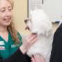 At Acorn Veterinary Clinic, we seek to provide the best possible medical, surgical and dental care for your pets through our vet clinics in Mallow and Kildorrery.

We are committed to promoting responsible pet ownership and the importance of preventative health care, and we’re keen to share our knowledge and educate our clients on all pet-health related matters.