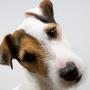7 Top Dog Tips to Being Yourself