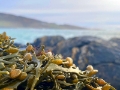 Our seaweed
