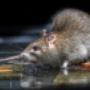 Commercial & Industrial Pest Control
