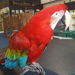 Davy's Pets