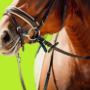 We recognise the distinct needs of equine enthusiasts, offering comprehensive coverage that spans from commercial operations to individual riders. Whether you're running an equine business or enjoying the leisurely pursuit of riding, our insurance solutions are crafted to provide peace of mind and protection for every hoofbeat.