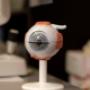 Model eye