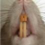 Rats