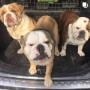 Kinsealy Pet Store