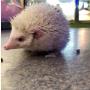 Kinsealy Pet Store
