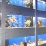 Kinsealy Pet Store