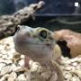 Kinsealy Pet Store