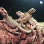 Kinsealy Pet Store