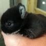 Kinsealy Pet Store