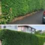 Hedge Trimming, Landscaping and Gardening Services