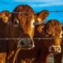 Agri Fence