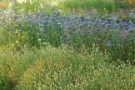 Flower field