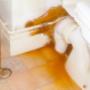 Dry / Wet Rot