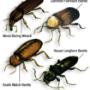 Insect Attack