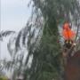 Emergency tree removal following strong winds.