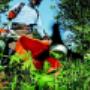 gardeners Dublin