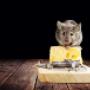 Mice Exterminator, Dublin