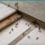 Ant Control Service in Dublin