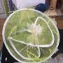 Lime Fascinator