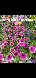 Sunnybrook Flowershop & Greenhouse