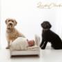 Newborn Photography Dublin