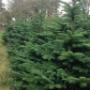 Parkswood Tree Centre 2