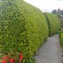 Garden Maintenance