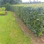 Hedge Cutting