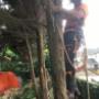 BR TREE CARE