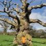 BR TREE CARE