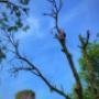 BR TREE CARE