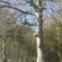 BR TREE CARE