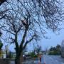BR TREE CARE