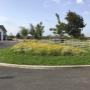 Native wildflower meadow sown