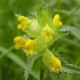 Yellow rattle seeds