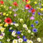 Irish Native Wildflower seeds