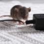 Pest Control near Trim Co. Meath, Evening call-outs, Rats,Mice, Mouse, Rodents, Wasps, Pest control company, Local pest control company