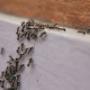 Pest Control near Trim Co. Meath, Evening call-outs, Rats,Mice, Mouse, Rodents, Wasps, Pest control company, Local pest control company