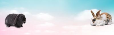 rabbit-boarding-banner