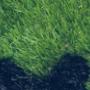 Footprint