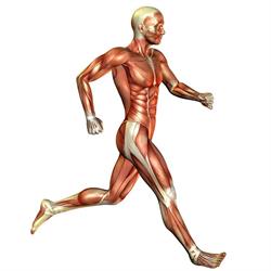 Brian Mullen Sports & Physical Therapy