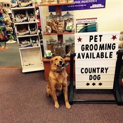 Country Dog